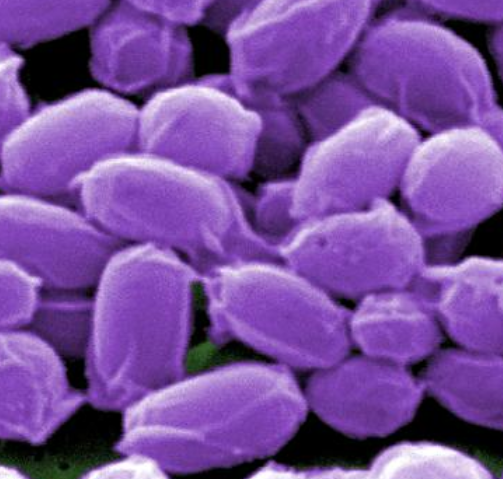 Sporen Bacillus anthracis